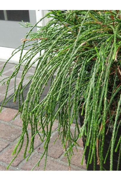 Туя Віпкорд – унікальний сорт із каскадною формою.