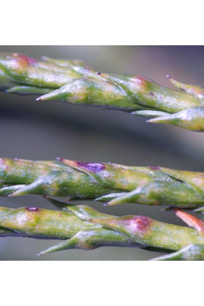 Структура хвої Туї Віпкорд