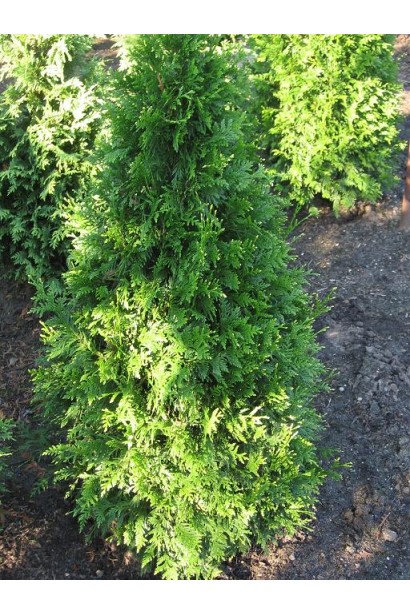 Туя Кан-Кан с изящной окраской хвои.