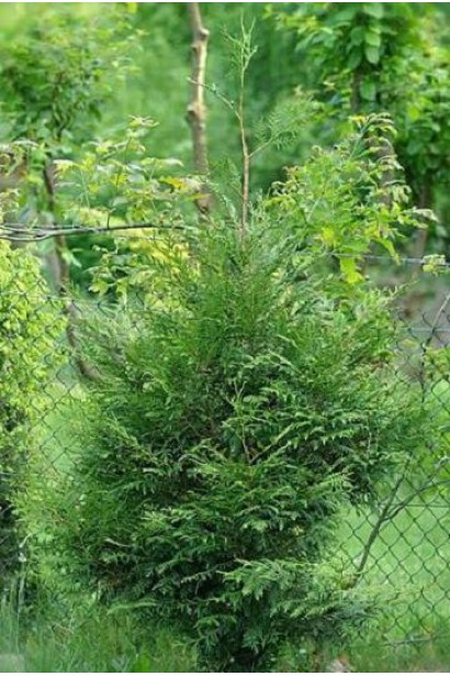 Туя Кан-Кан - идеальный выбор для малых пространств.