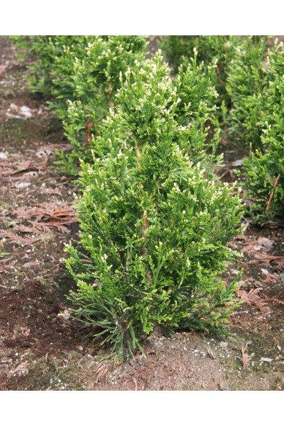 Компактная туя Кан-Кан для оформления сада.