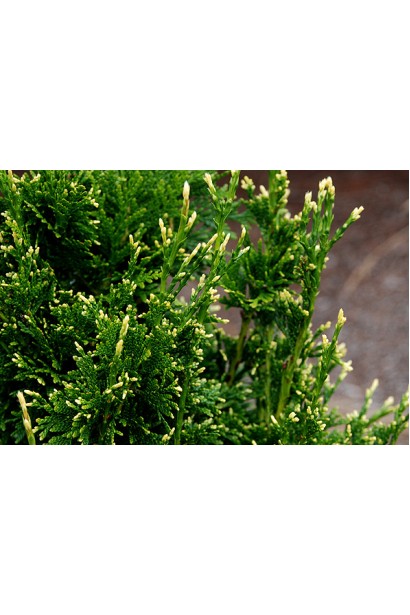 Хвоя туи Кан-Кан с легким золотистыми кончиками