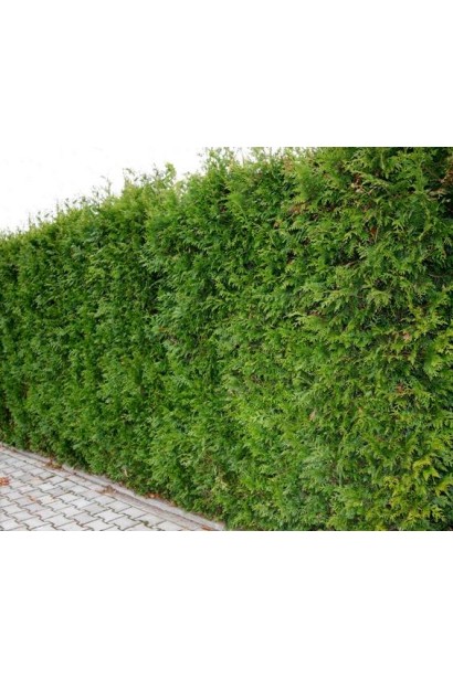 Туя Кан-Кан - компактная форма для живых изгородей.