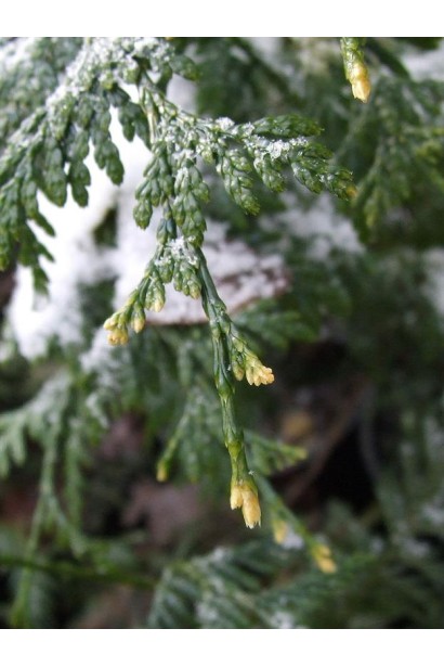 Thuja Can-Can - хвоя зимой