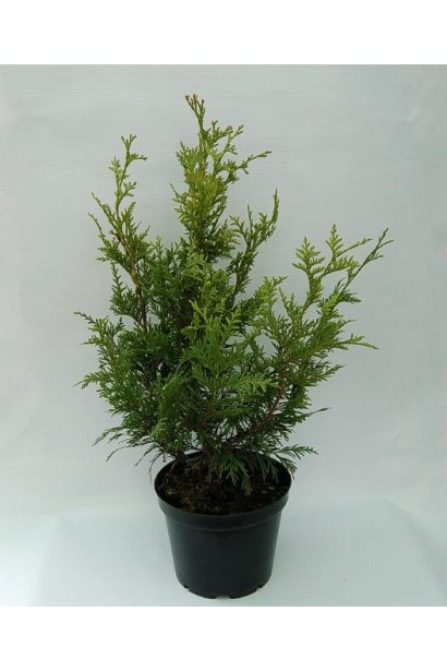 Thuja plicata Can-Can