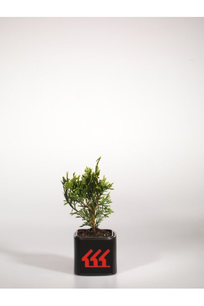 Саженец туи кан кан в садовом центре