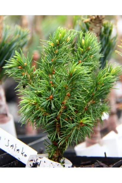 Ялина канадська Ялако Голд