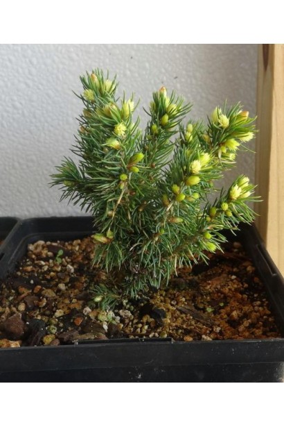 Ялина канадська Ялако Голд контейнер 0.5 л