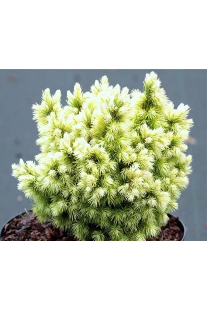 Ялина сиза Ялако Голд