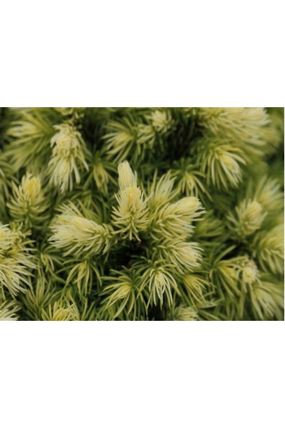 Ялина біла Ялако Голд молодий кремовий приріст хвої