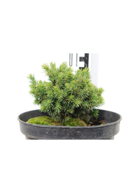 Ялина Ялако Голд в горщику 10 см