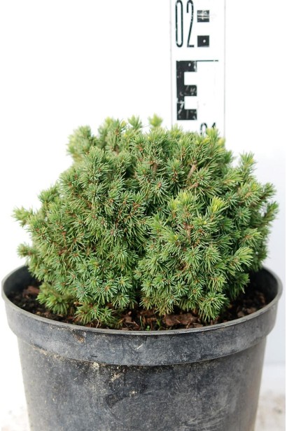 Picea glauca Jalako Gold