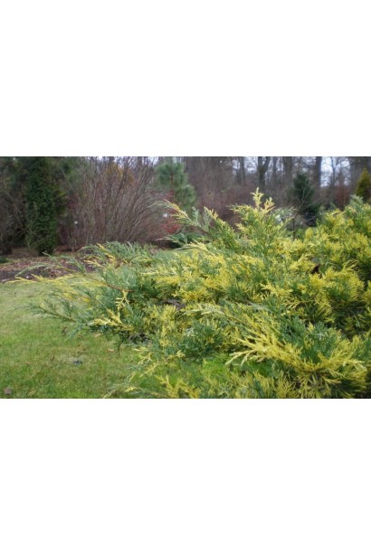 Juniperus media / рfitzeriana Blue and Gold