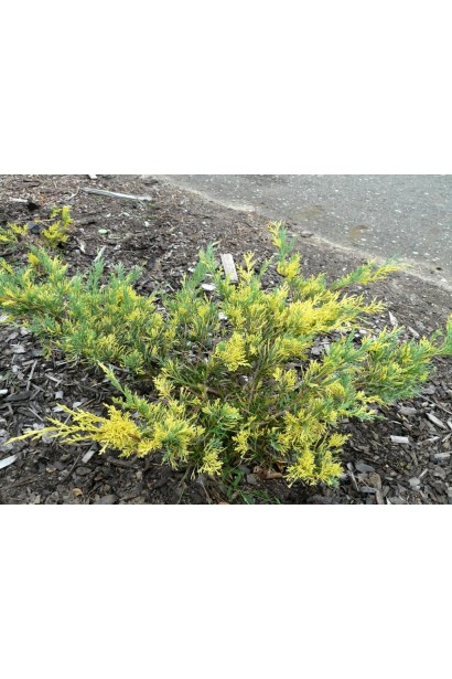Можжевельник средний Блю энд Голд - кустовой сорт с раскидистой формой кроны