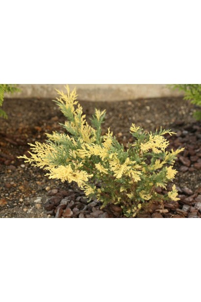 Juniperus рfitzeriana Blue and Gold