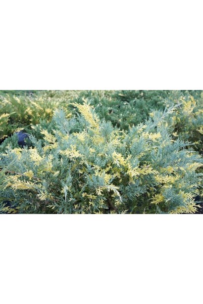  Juniperus media Blue and Gold