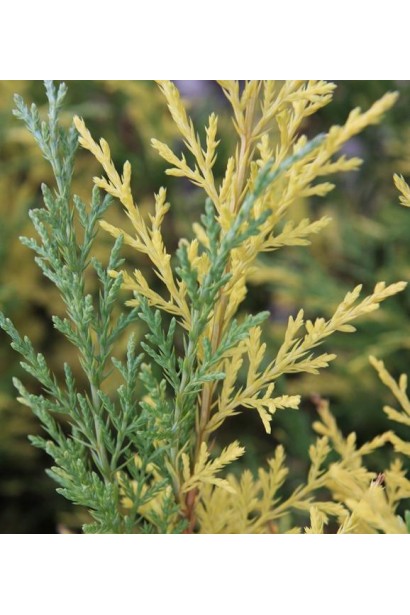Можжевельник Блю энд Голд - голубая хвоя с желтыми вкраплениями