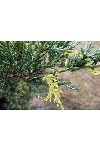 Пестрая хвоя Можжевельника Блю энд Голд