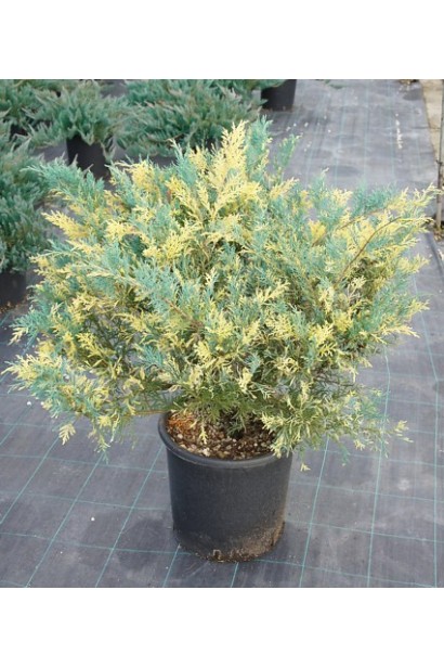 Можжевельник средний Блю энд Голд - саженец в контейнере