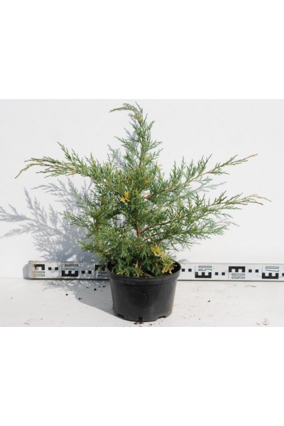 Можжевельник Блю энд Голд диаметр 50-70 см
