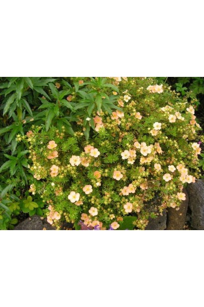 Лапчатка нежно-розовая Дейдаун