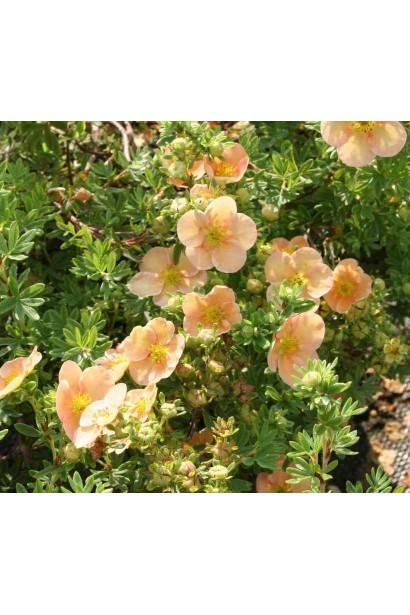 Лапчатка кустарниковая Дейдаун обильное цветение куста