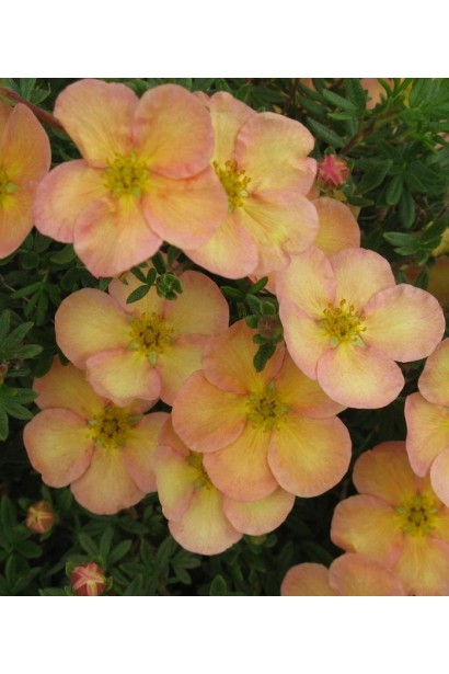 Лапчатка кустовая Дейдаун розово-желто-белые цветы