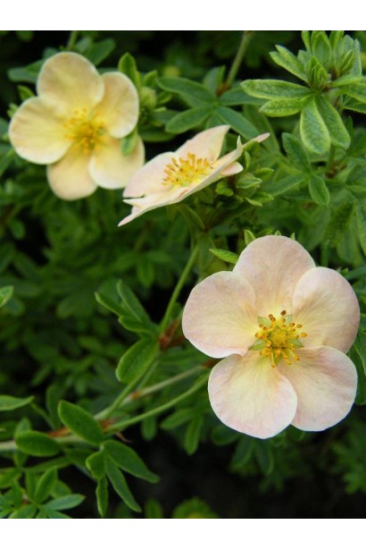 Лапчатка кустарниковая Дейдаун лососевые цветы