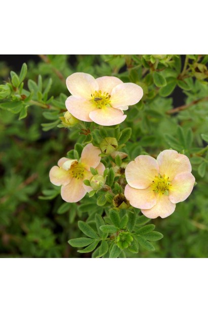 Лапчатка кустовая Дейдаун