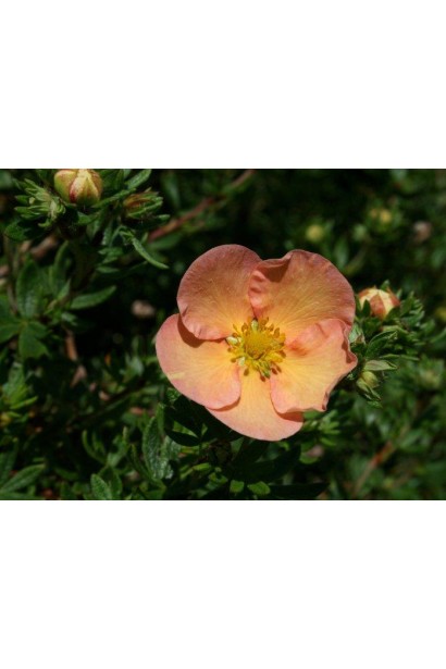 Лапчатка кустовая Дейдаун