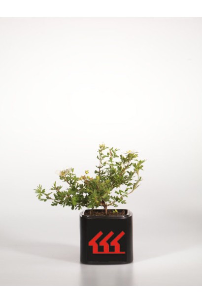 Лапчатка кустарниковая Дейдаун в контейнере Р9