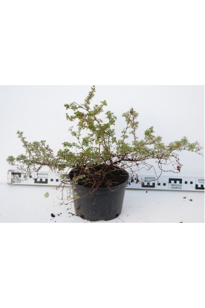 Лапчатка Дейдаун диаметр кроны 50-60 см