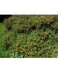 Лапчатка кущова Хоплейс Оранж | Potentilla fruticosa Hopleys Orange | Лапчатка кустарниковая Хоплейс Оранж (оранжевая)