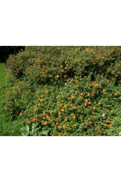 Лапчатка Hopleys Orange