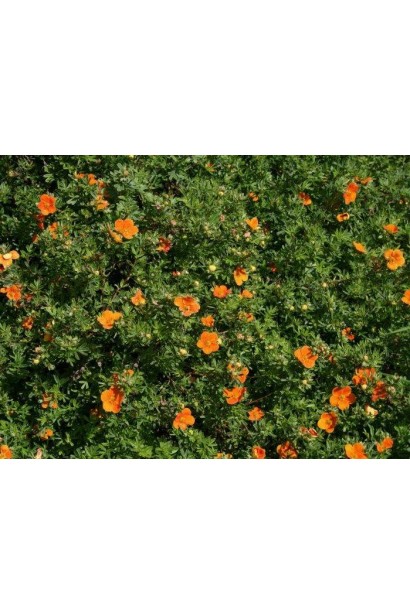 Пятилистник кустовой Хоплес Оранж