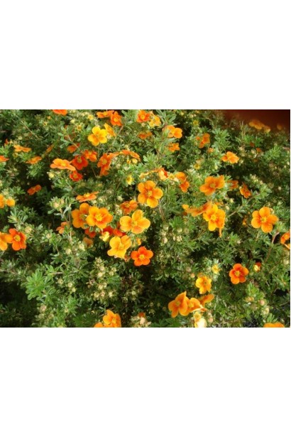 Лапчатка Хоплейс Оранж темно-оранжевые оттенки цветов в полутени