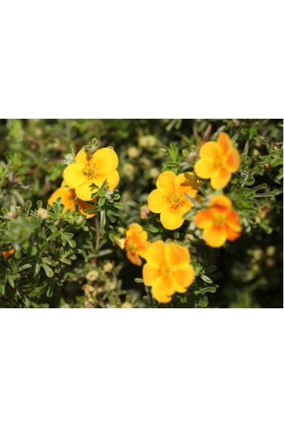 Лапчатка кустовая Хоплейс Оранж ц