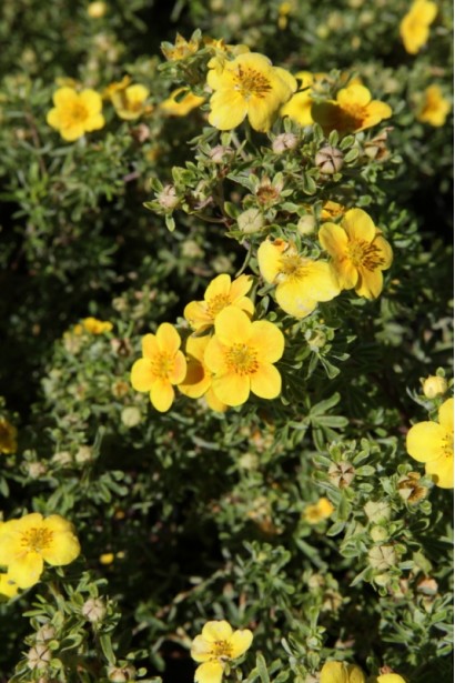 Лапчатка кустарниковая Хоплейс Оранж