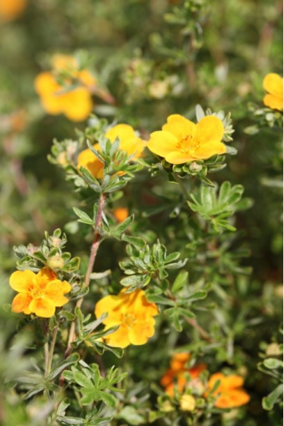  Potentilla fruticosa Hopleys Orange 