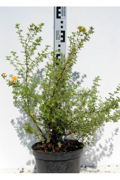 Лапчатка кустарниковая Хоплейс Оранж саженец 30-50 см