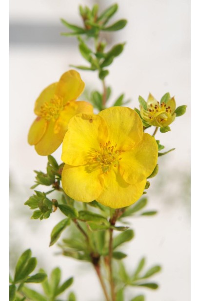 Лапчатка Хоплейс Оранж желтые цветы на постоянном ярком солнце.