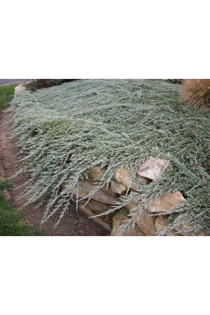 Ялівець сланкий Айс Блю 