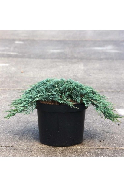 Ялівець Айс Блю саджанець в контейнері