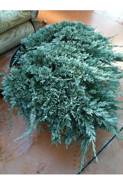 Ялівець блакитний Айс Блю