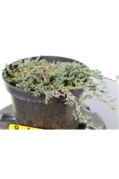 Ялівець горизонтальный Айс Блю саджанець в горщику 3 л