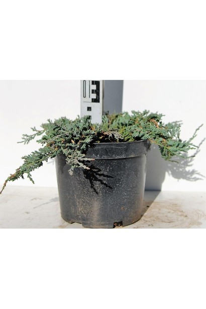 Ялівець горизонтальный Айс Блю в контейнері 3 л висота 0-5 см