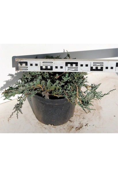 Ялівець горизонтальный Айс Блю в контейнері 3 л діаметр 25-35 см