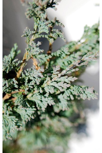Ялівець Айс Блю блакитно-зелена хвоя