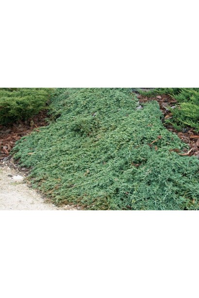 Ялівець горизонтальный Монбер