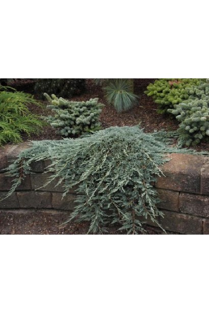 Juniperus horizontalis Icee Blue® / Monber®